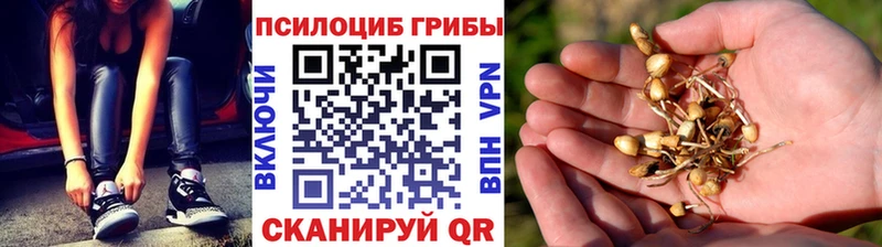где найти наркотики  гидра ССЫЛКА  Псилоцибиновые грибы MAGIC MUSHROOMS  Верхняя Тура 
